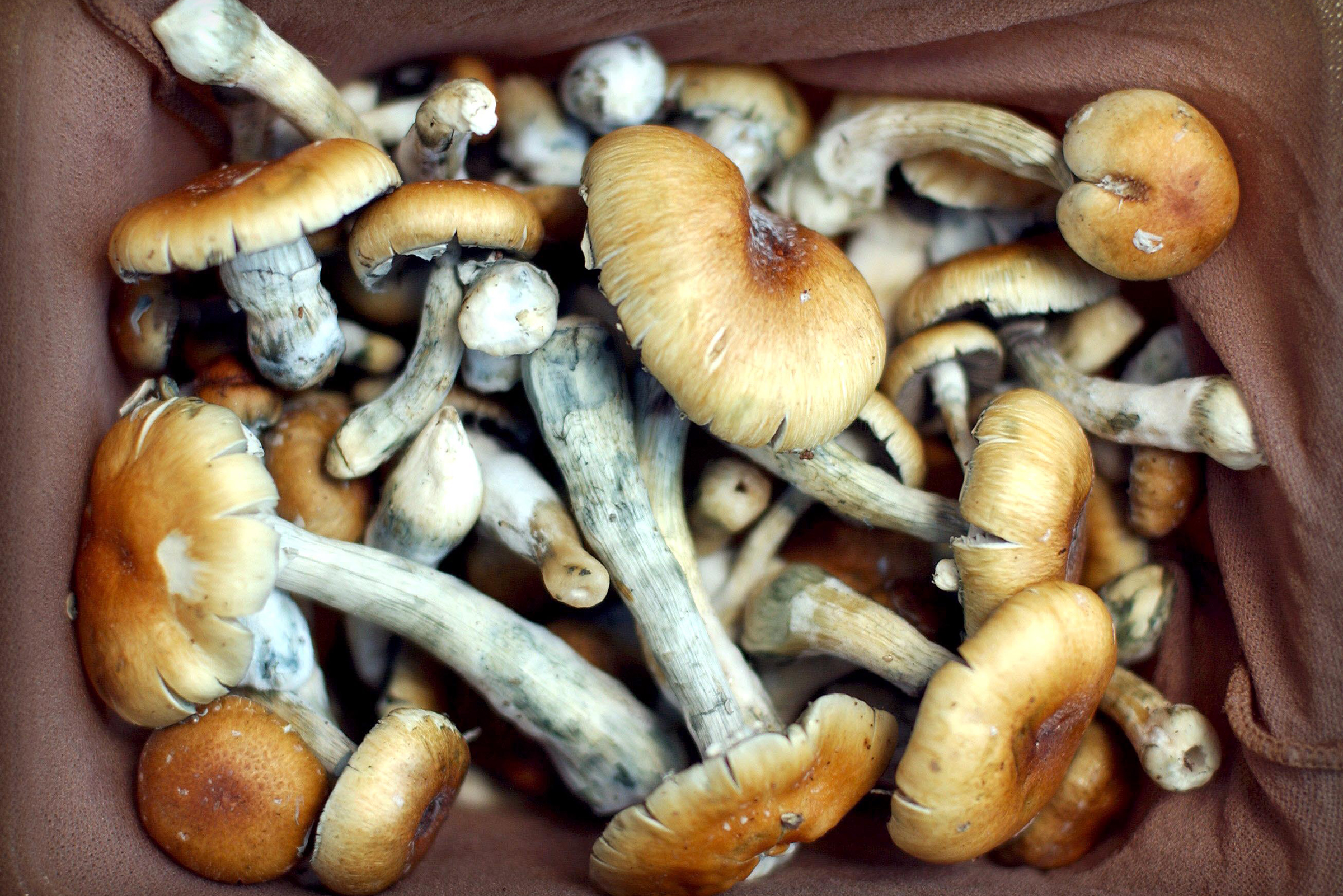 What Mushrooms Cause Cancer