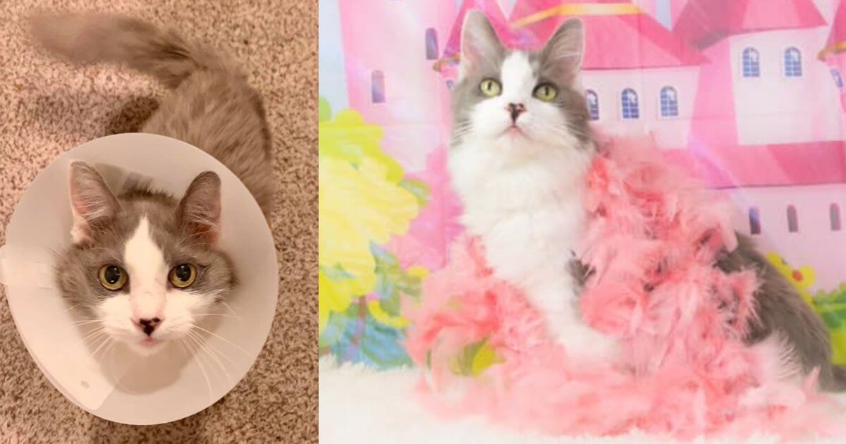 This Cat Who Survived Breast Cancer is Looking For an Owner Who's Been ...