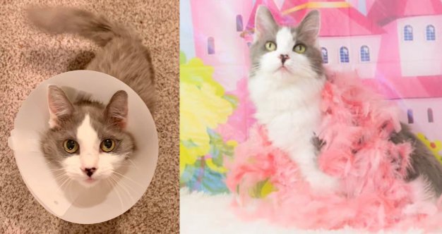 This Cat Who Survived Breast Cancer is Looking For an Owner Who's Been ...
